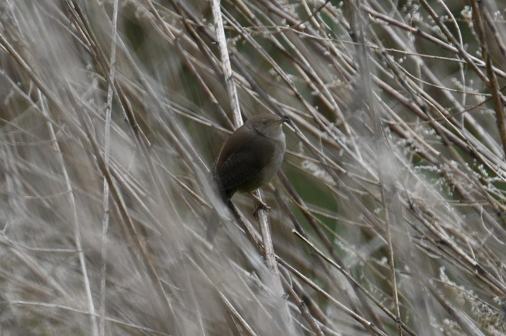 2025-05148537 Broad Meadow Brook, MA.JPG - House Wren. Broad Meadow Brook Wildlife Sanctuary, MA, 5-14-2025